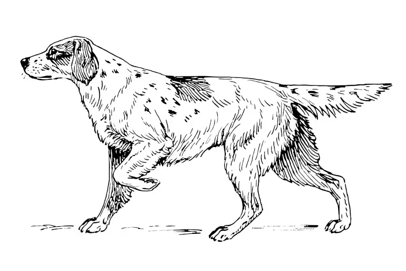 Setter dog line illustration